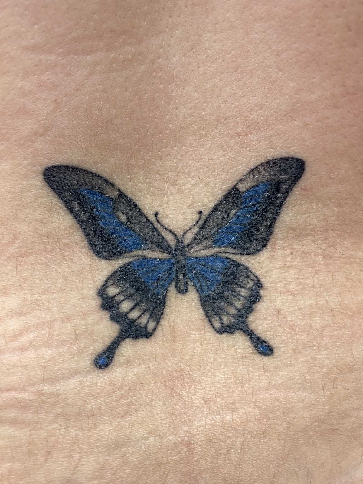 Tatouage papillon bleu cicatrisé